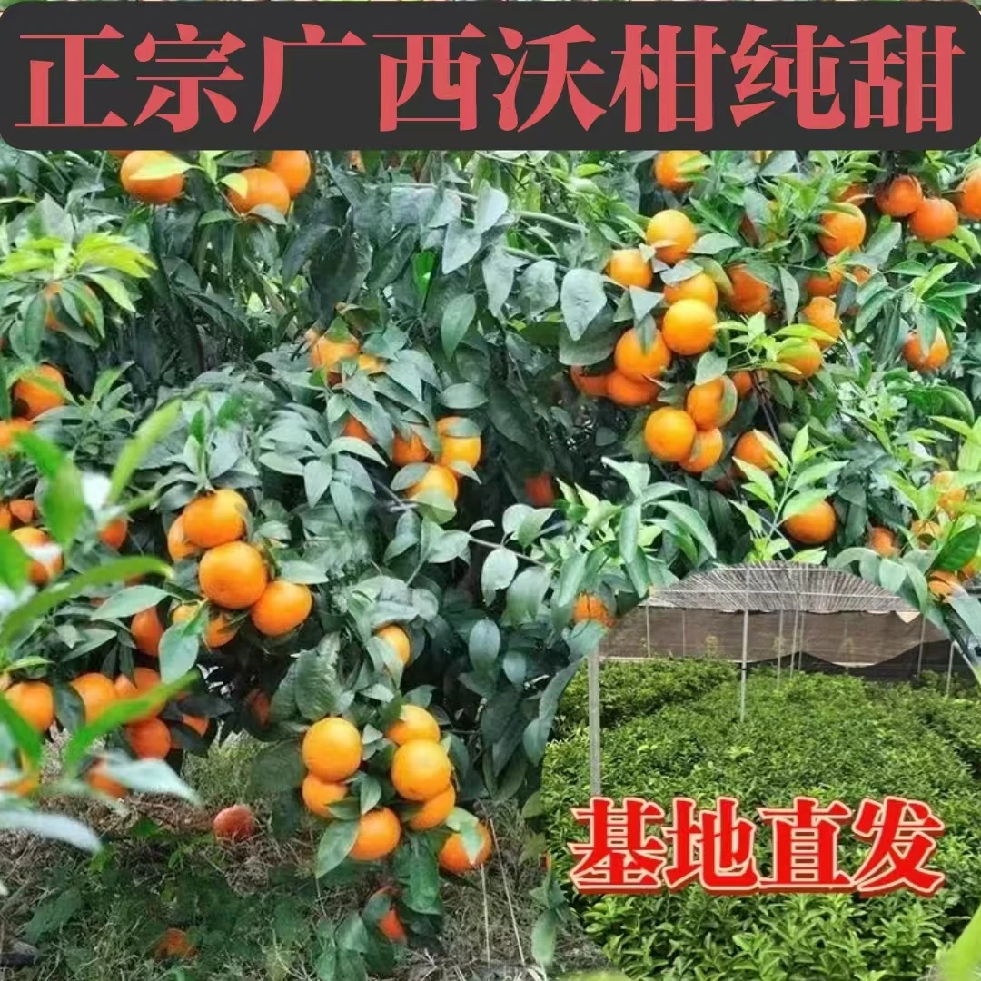 鹿溪-八年带果发货沃柑盆栽四季可种适合南北方庭院阳台