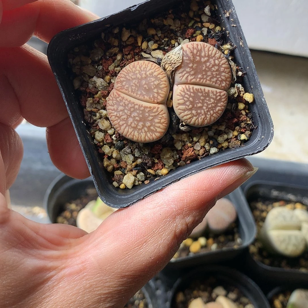 G97多肉植物保护研究所