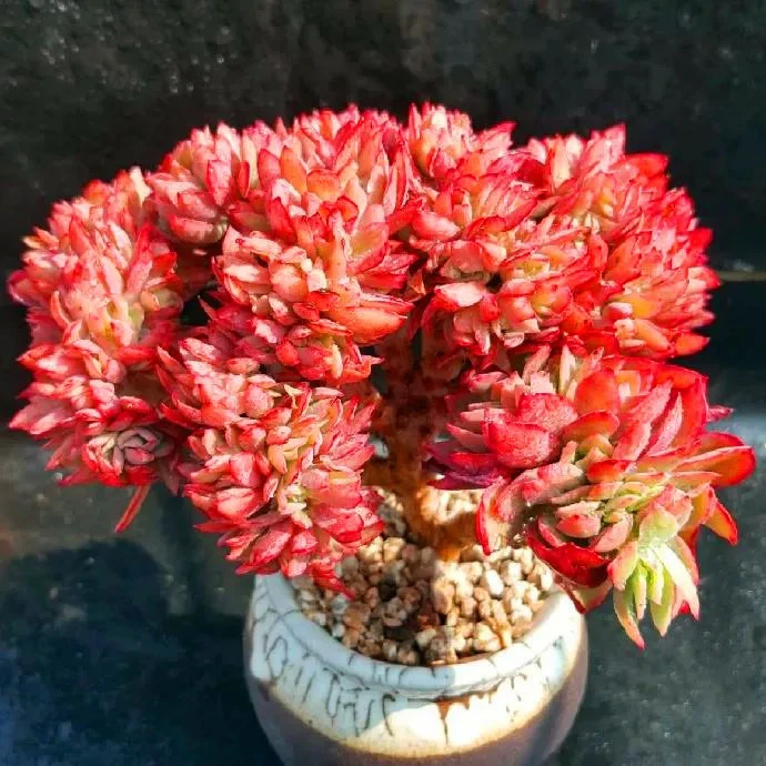 【满9.9包邮】火烈鸟缀化6.5cm盆多肉植物以直播间展示为主