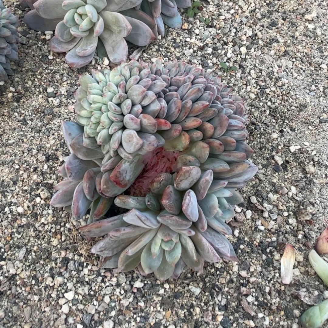 喵***主b972多肉多肉多肉多肉