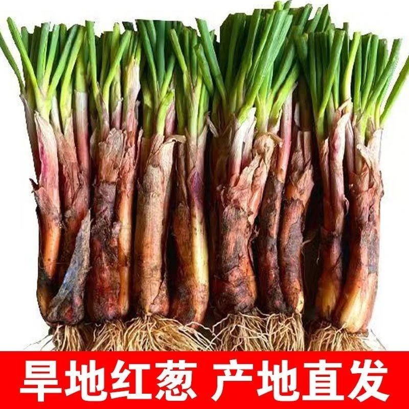 农产品红葱红皮味浓适合炒菜炖汤炒肉包邮甘肃旱地红葱农家