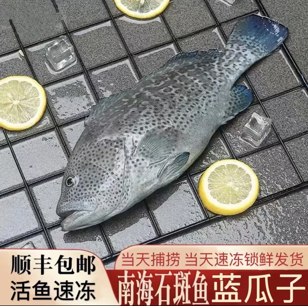 （5条装约5斤以上）石斑鱼蓝石斑鱼博贺渔港直发真空包装顺丰包邮