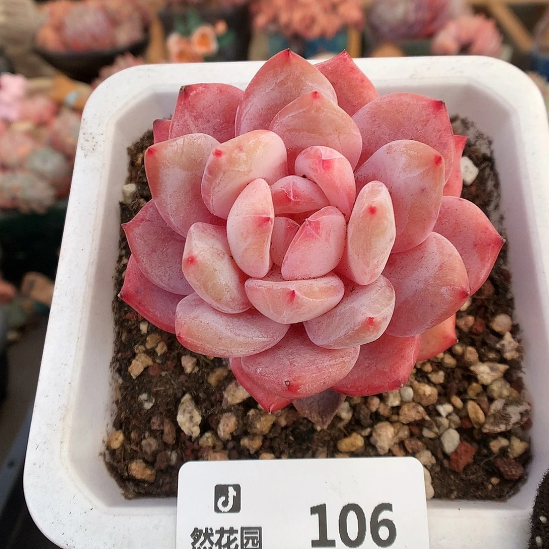 106雪天使多肉植物666