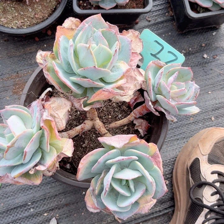 晨语多肉一物一拍22