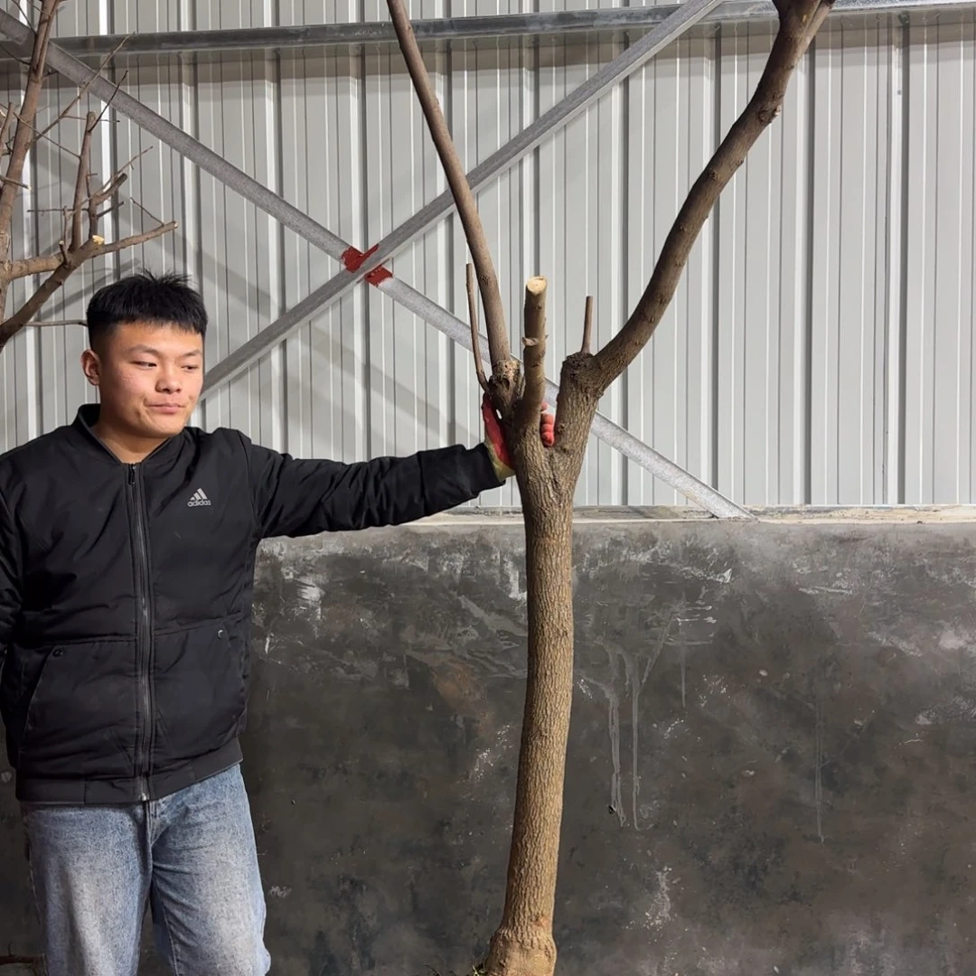 志***!无花朵果盆111111