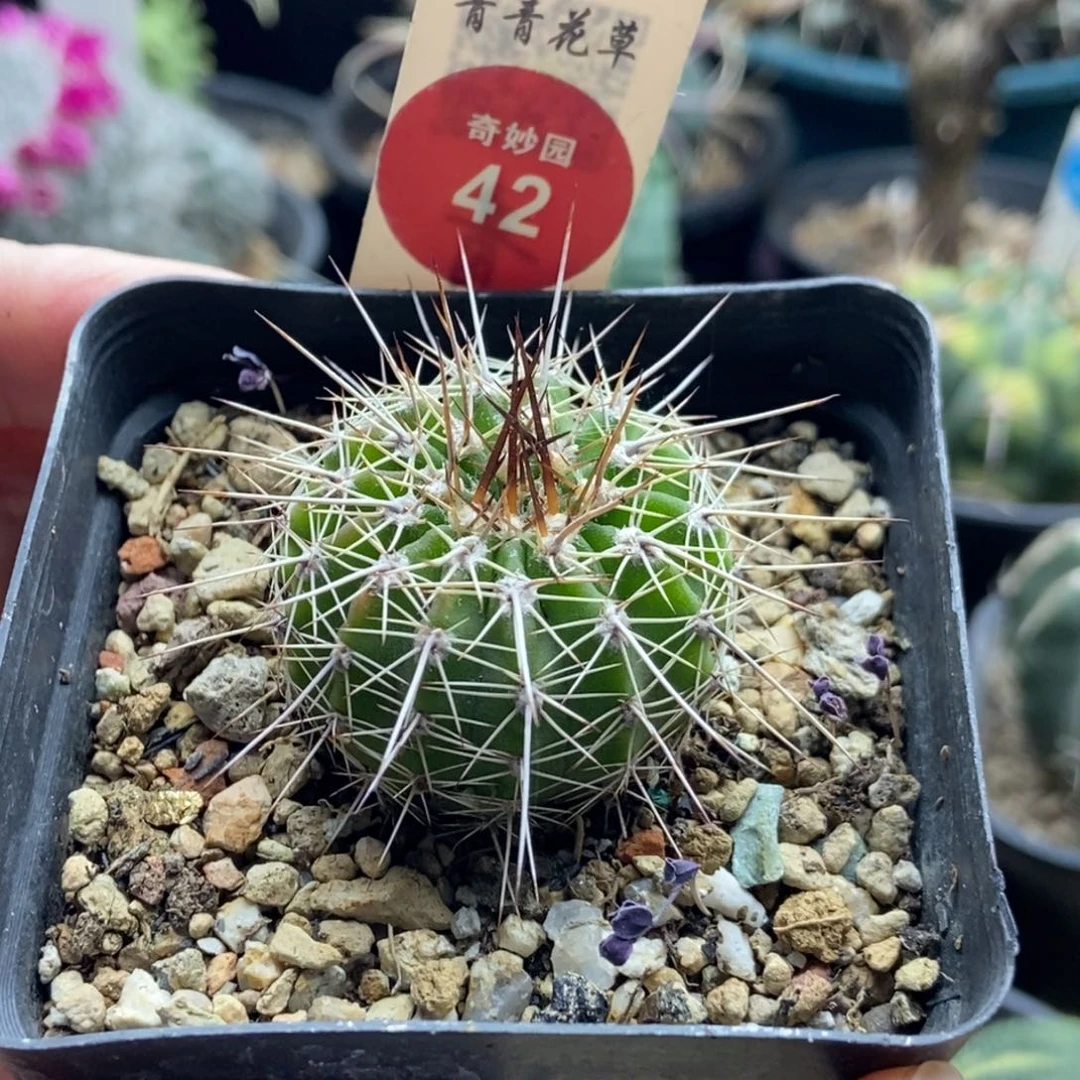 实生长刺球一颗仙人球