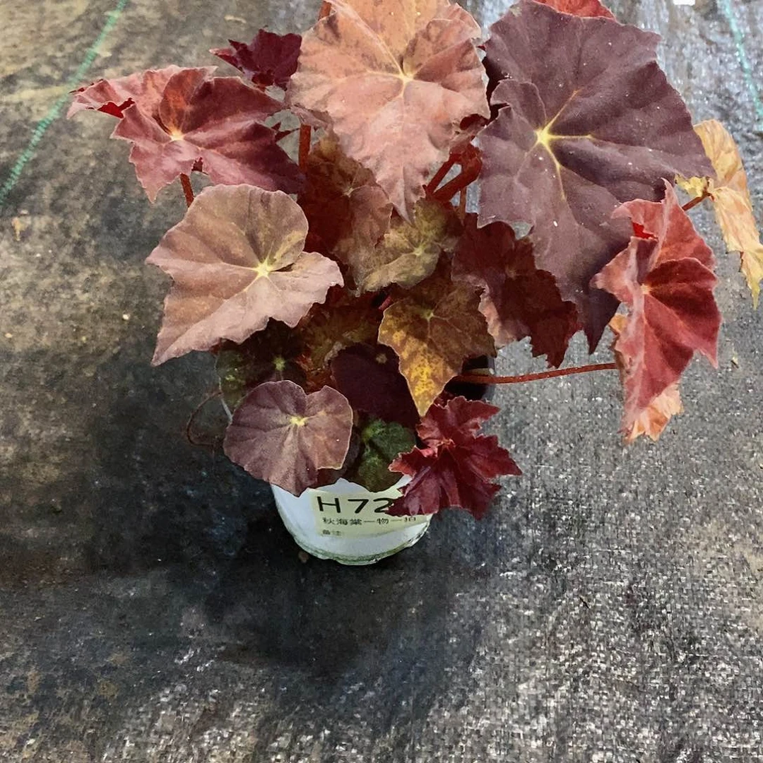 不开花植物尾****户秋海棠726叶损