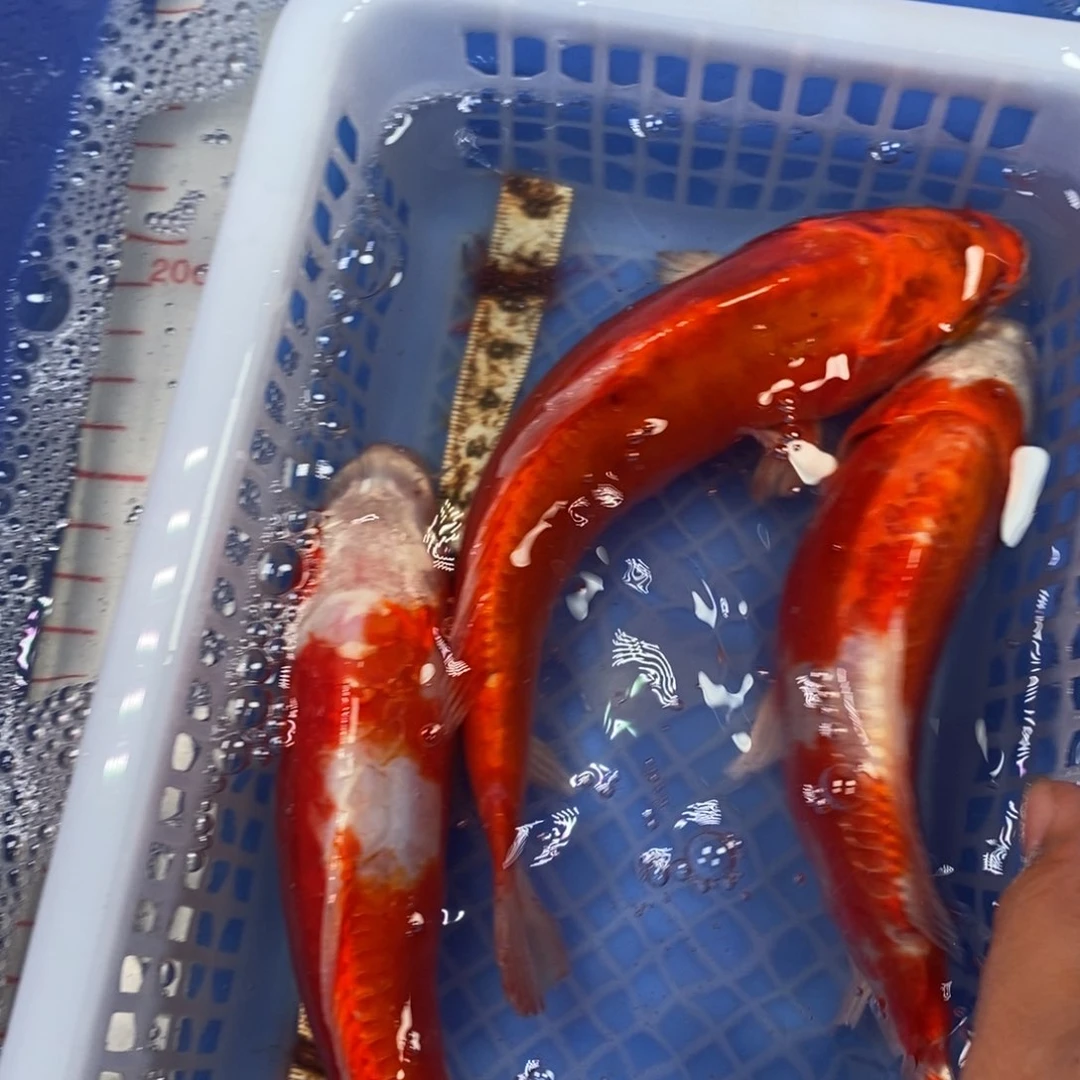 锦鲤冷水锦鲤包邮