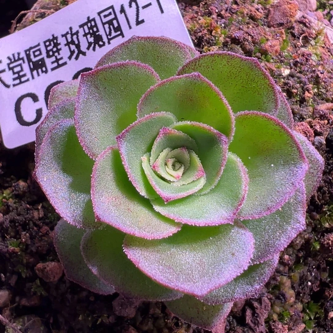 陈陈925忘川。