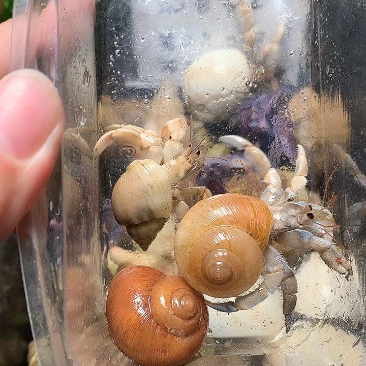 3/只奔跑的寄居蟹28号