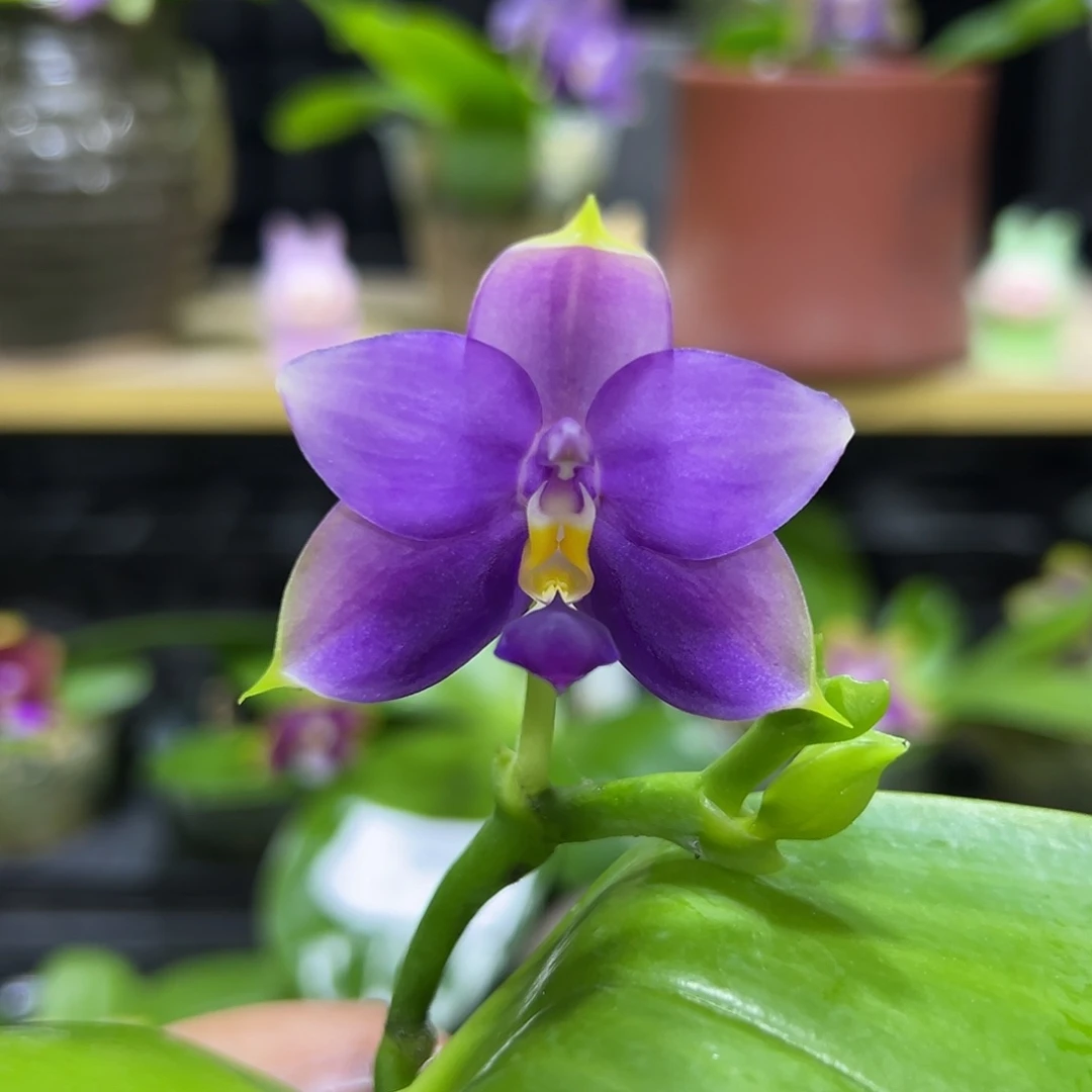 完全开放莎美娜交荧光2.5寸开花