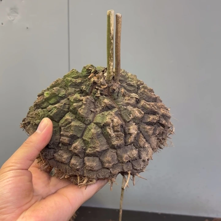 墨西哥龟甲龙脱土