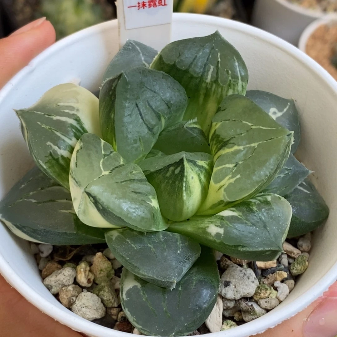 383默迪卡寿多肉植物
