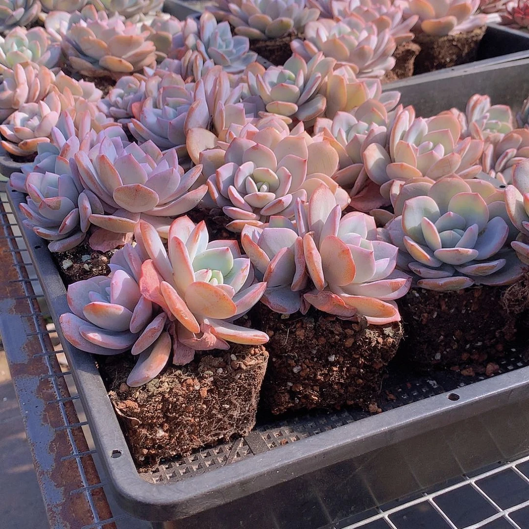 双头奶茶000000000000000