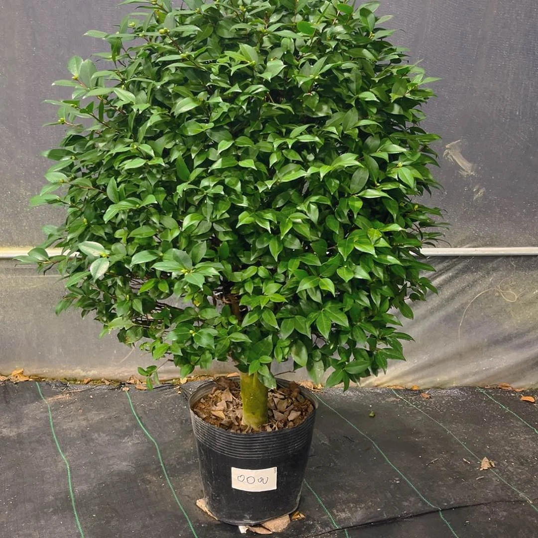 完全开放不**心香妃茶花，一物一拍