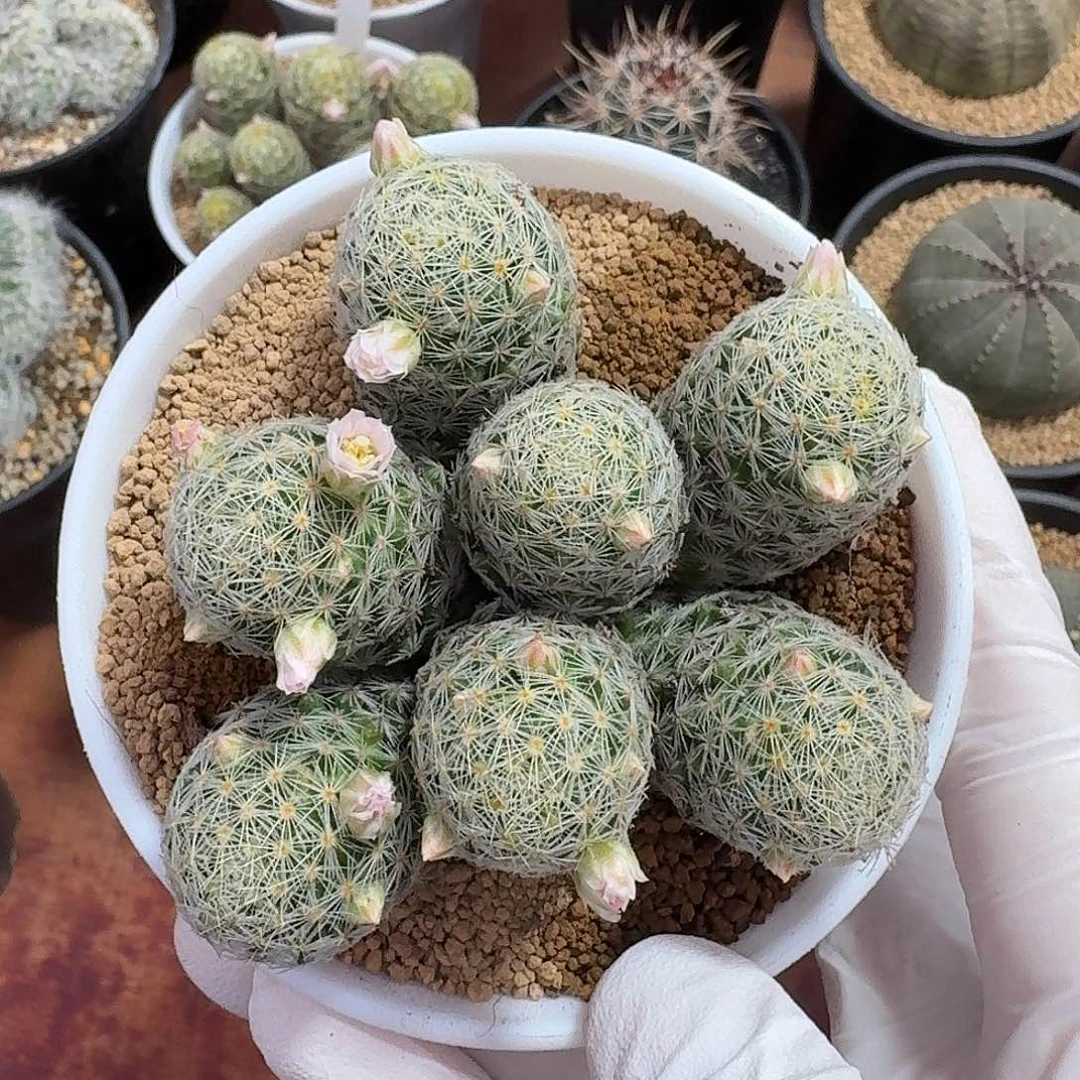 粉花吉赛尔仙人球22