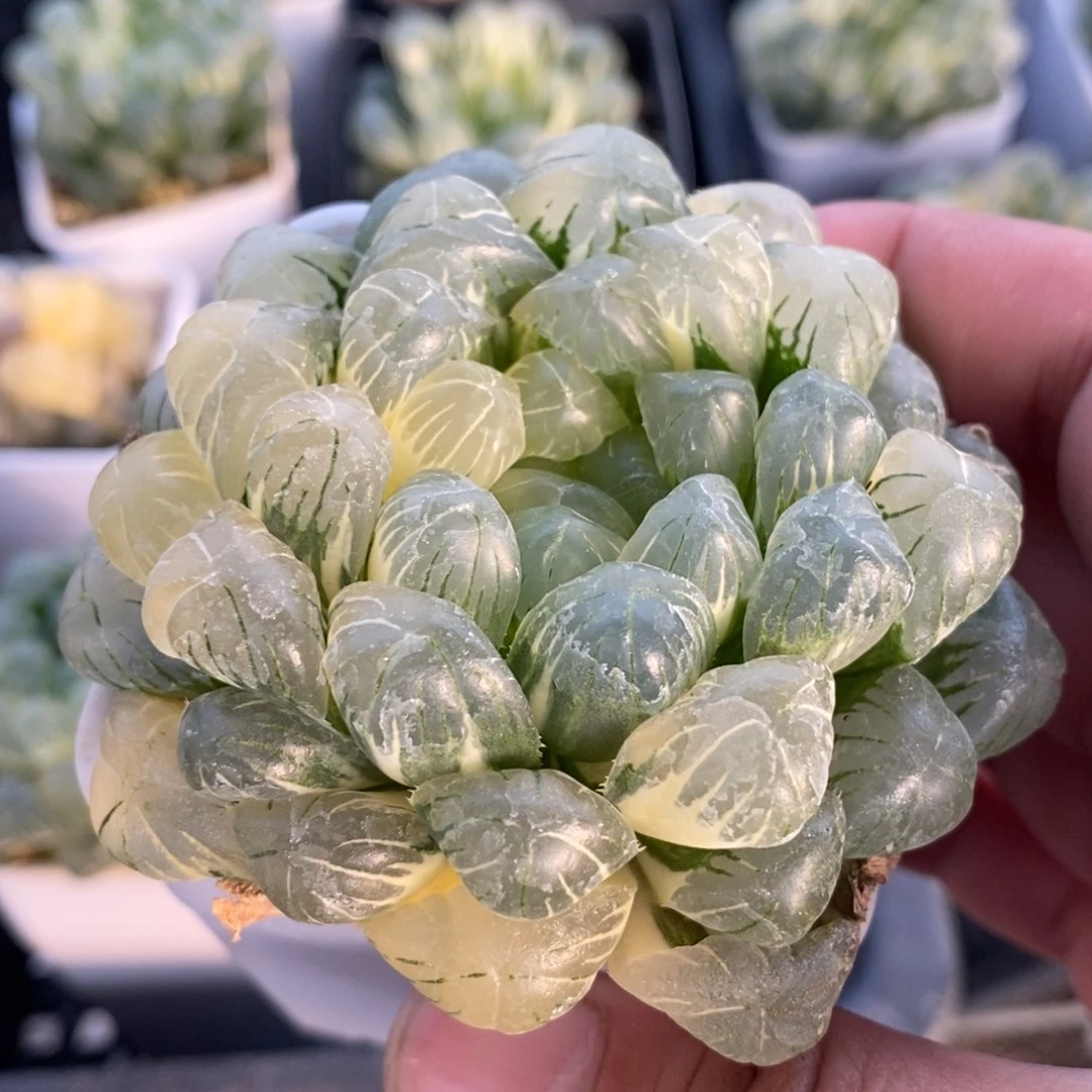 一颗湖水玉露锦 新年福利