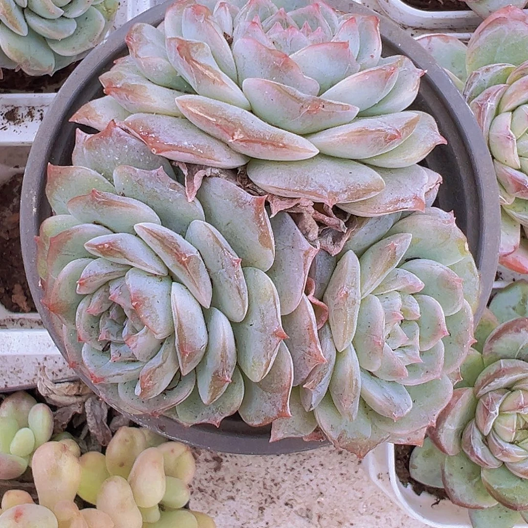 纯恋群19包邮植物