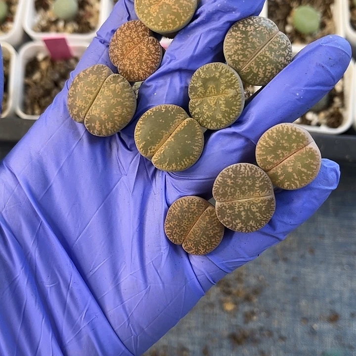 脱土发，满28包邮，紫薰3