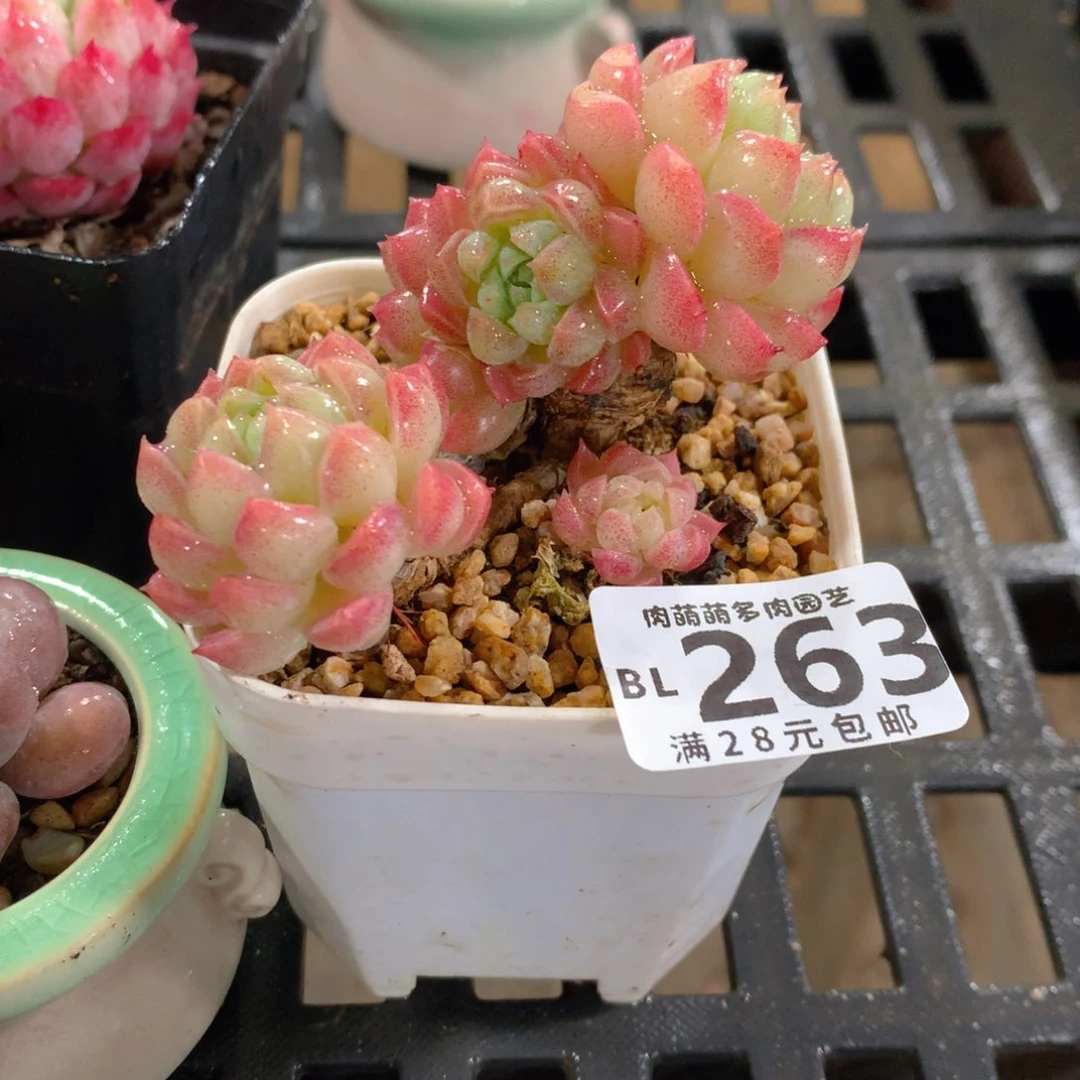 肉萌萌5cm拇指盆精控多肉BL263