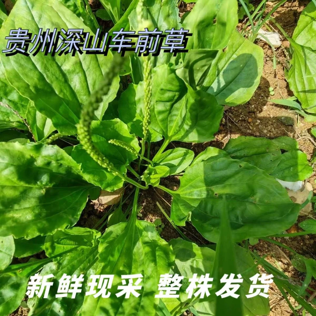 贵州野生车前草新鲜干货现摘现卖适合泡水喝凉粉草新鲜野菜正宗