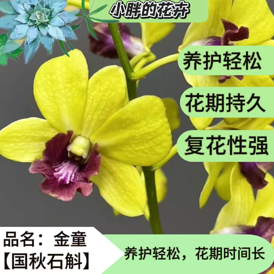【小胖】《金童》秋石斛石斛兰盆栽（2~3苗以上）冻伤不售后