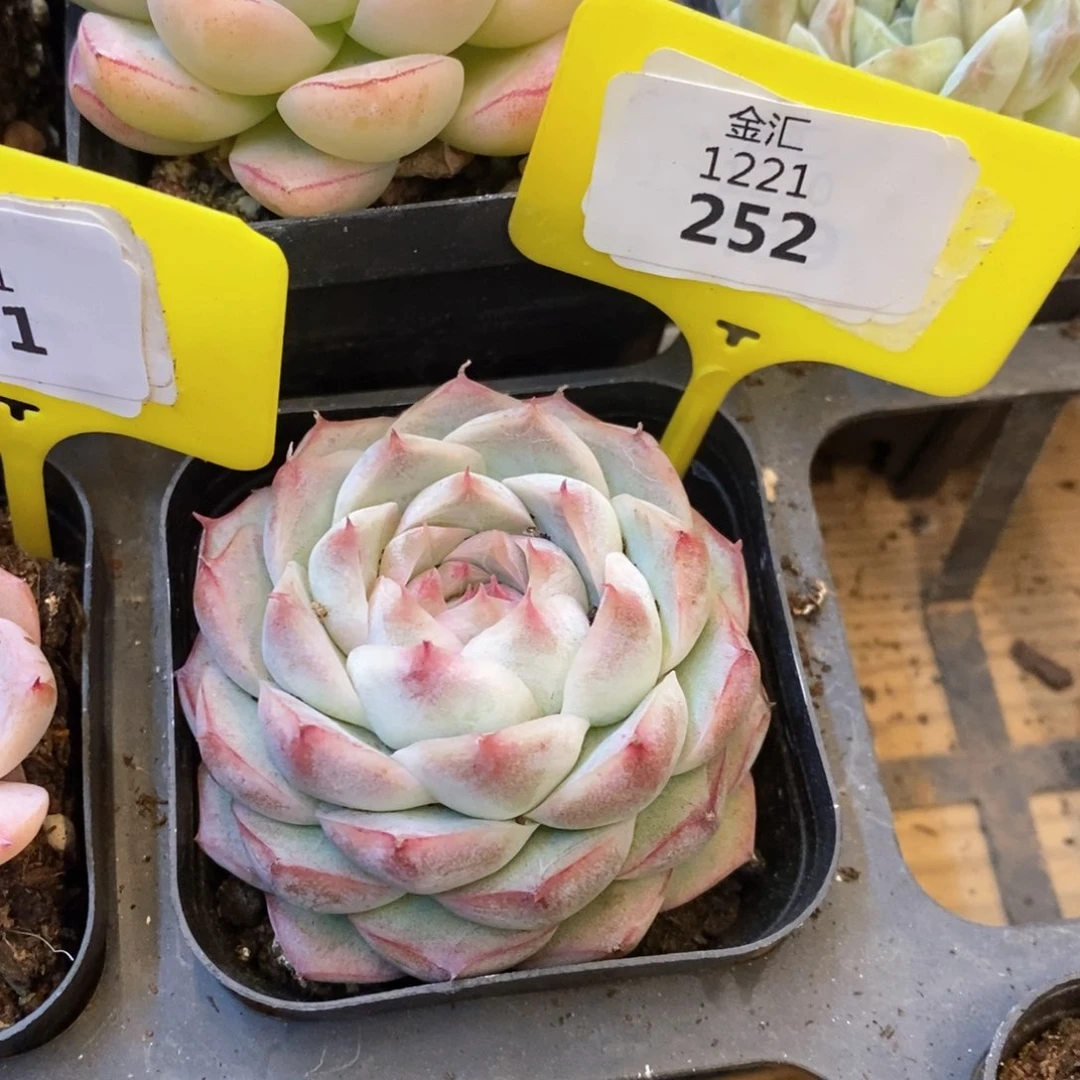 福利多多。1221252