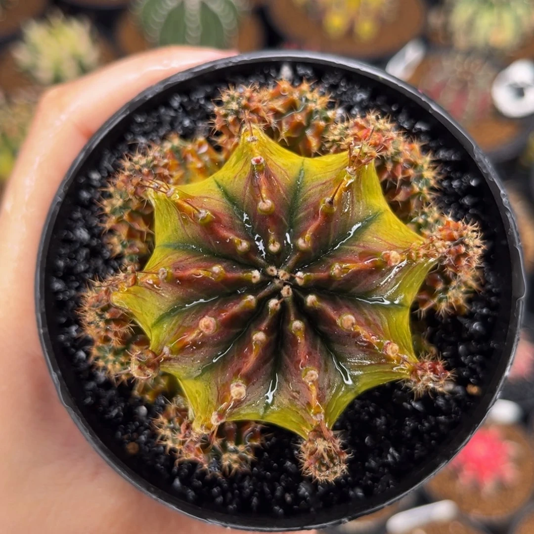 萨拉曼尼大母本 米哈仙人球