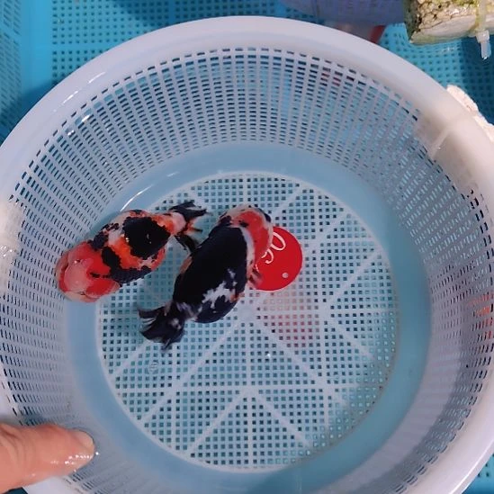 金鱼064兰寿两只特价顺丰包邮