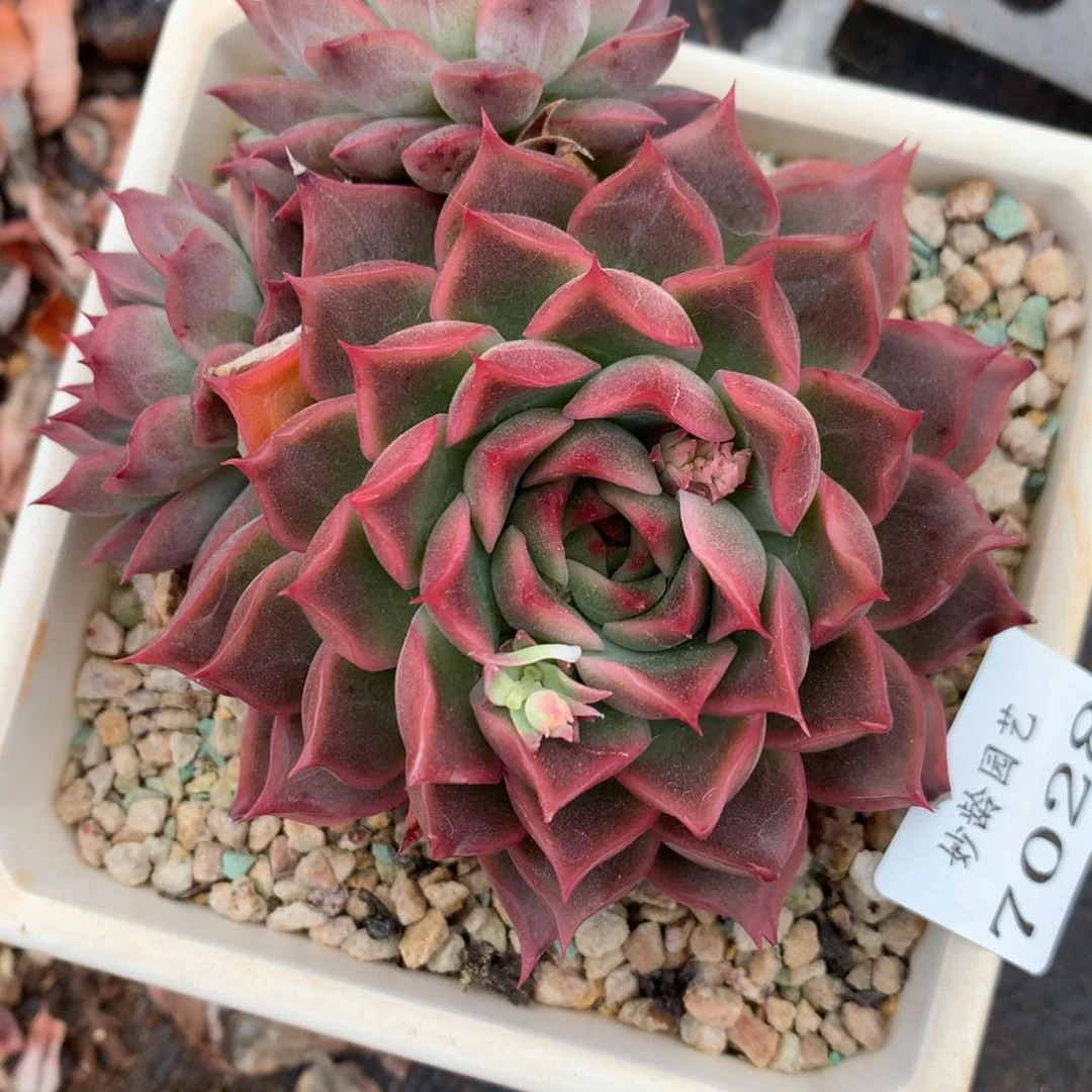 7028杂交多肉植物