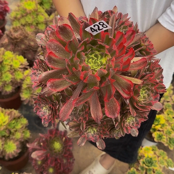 完全开放大**?428糖果粉黛多肉