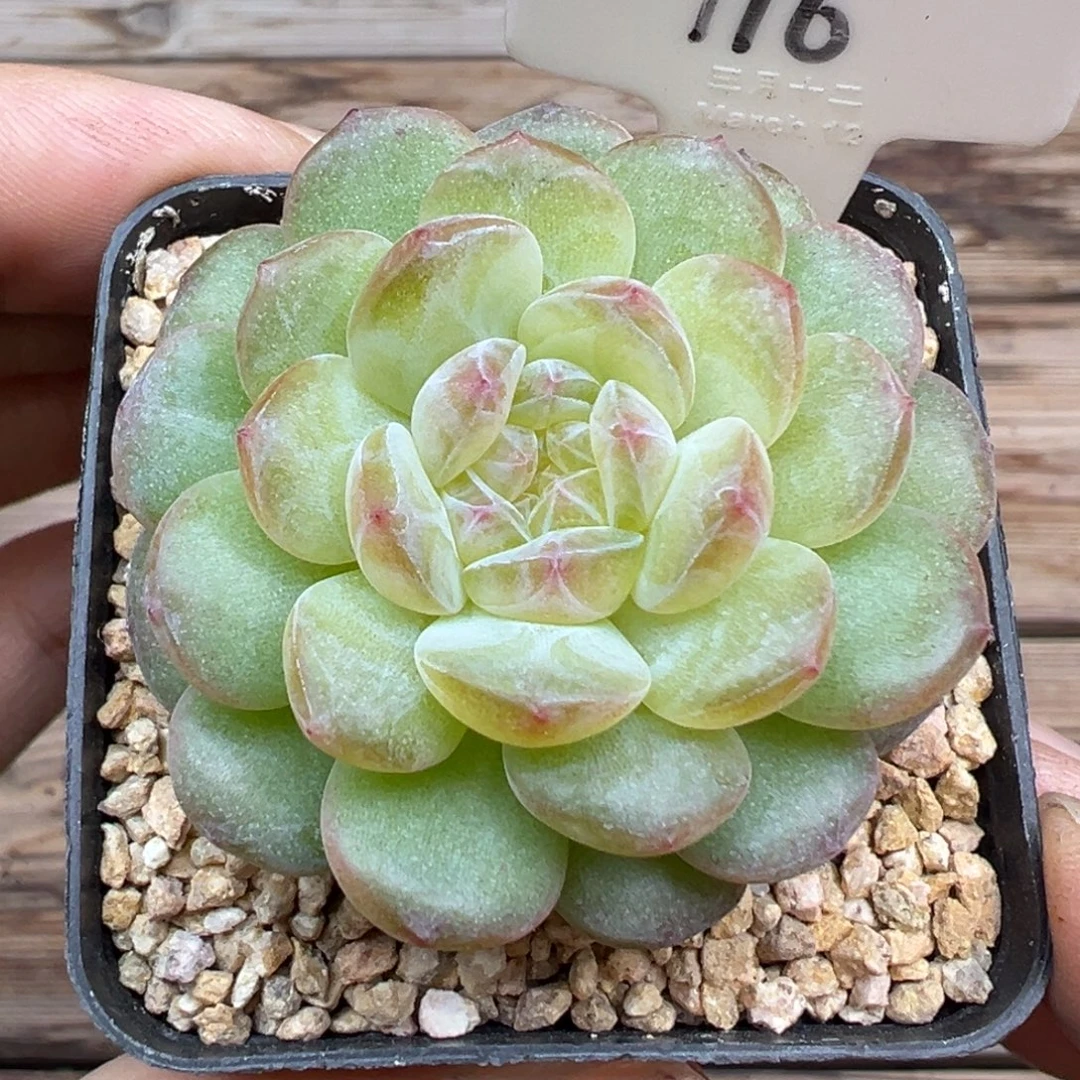 116号风花雪月系列清浅