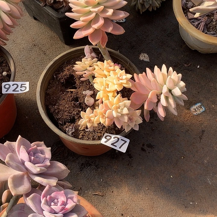 927淡雪锦一物一拍多肉