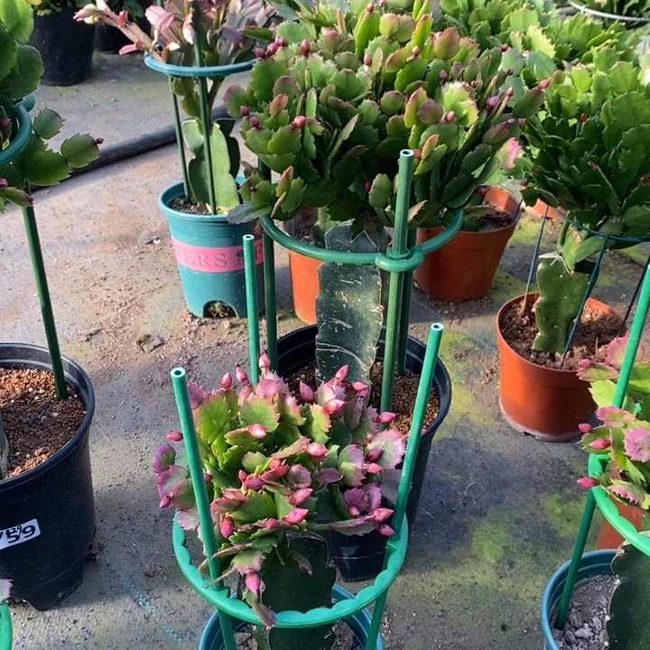 大部分花苞少量开放c***y766嫁接037