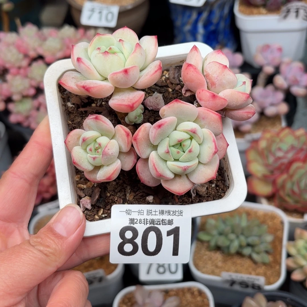 香草老桩无盆土发货