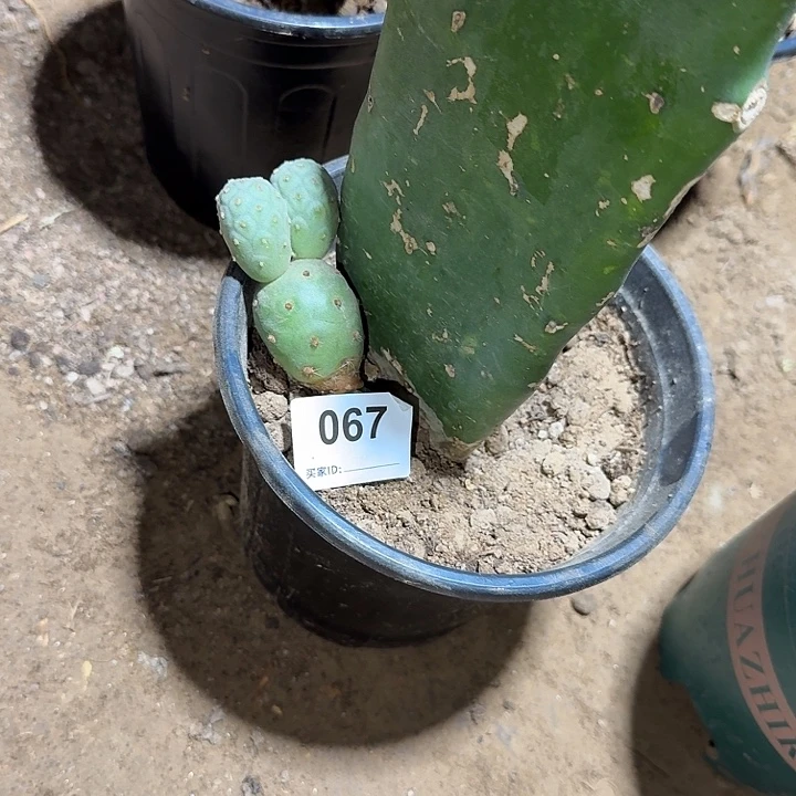 周***杨苗接习志野头067米奇