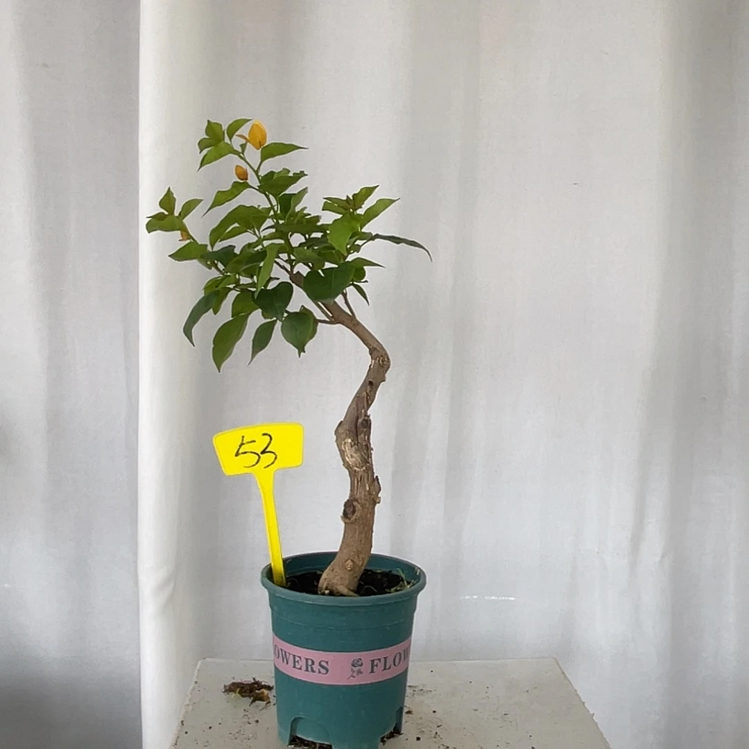 当前无花栽培后可以开花53绿叶柠檬黄粗2.5公分