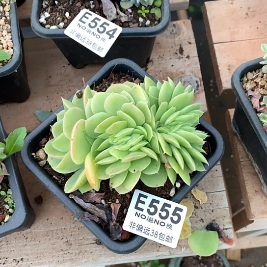 星娜塔缀化555 退款拉黑需要延时发货