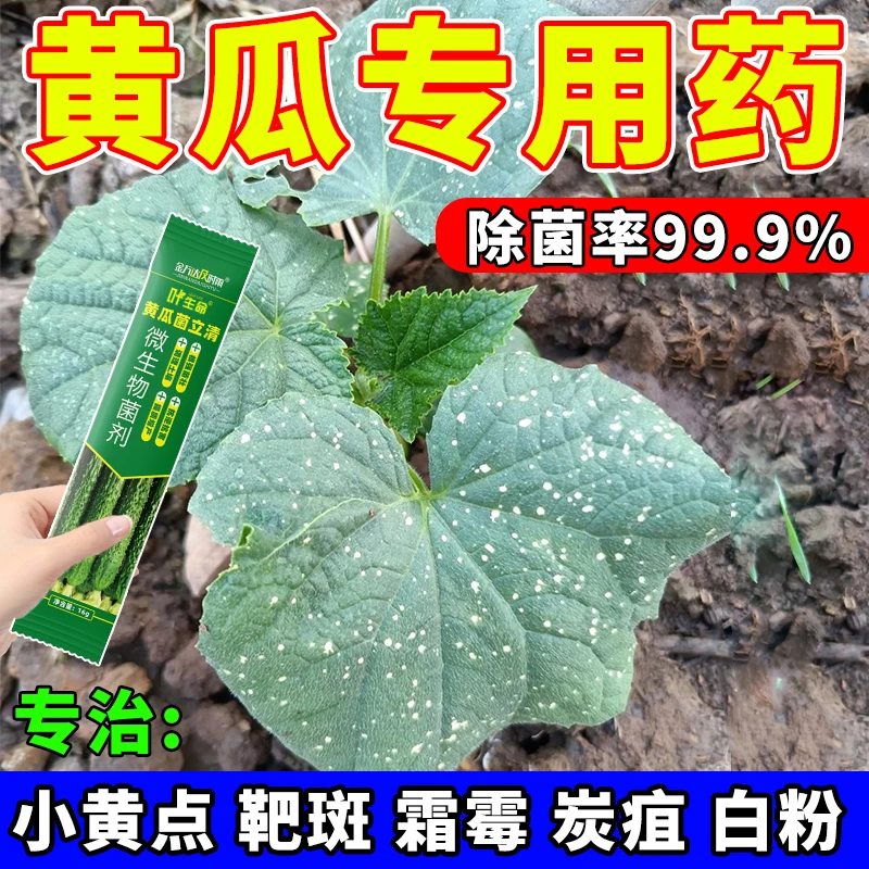 黄瓜专用药黄瓜病全治靶斑病灰霉病角斑病斑点病霜霉病黄瓜杀菌剂