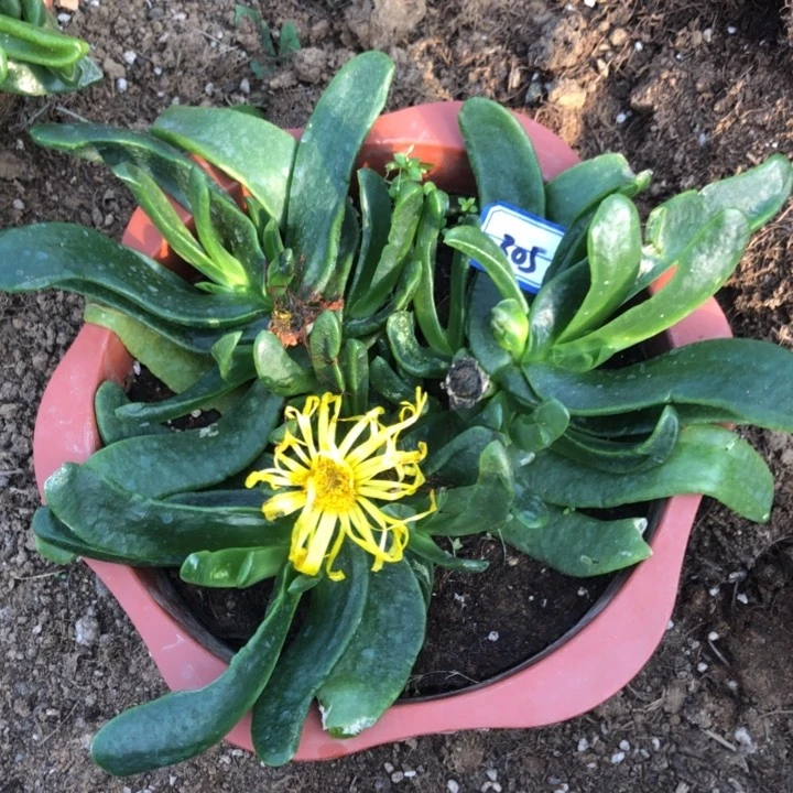 ?**?佛手一物一拍0305