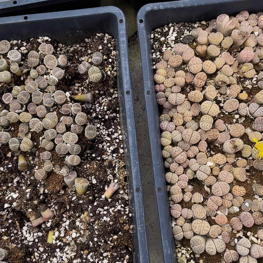 1880000000花花花花鼓励