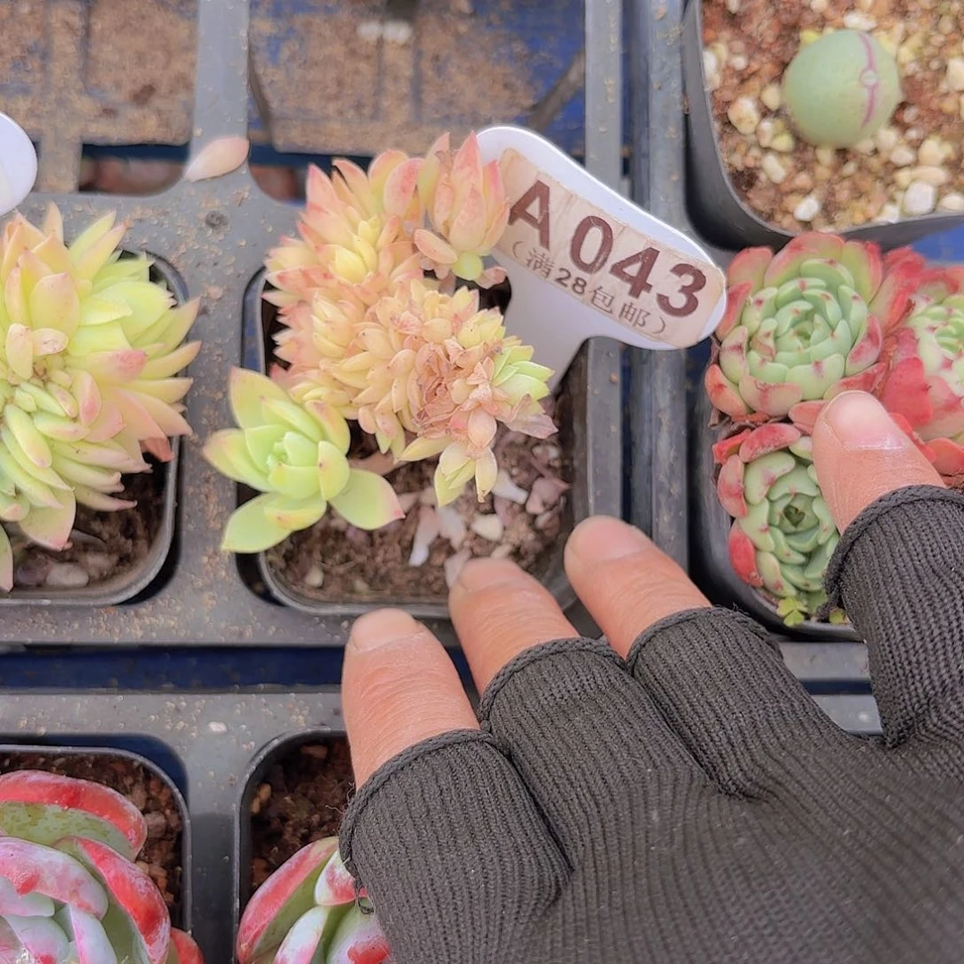 A043三色堇一物一拍