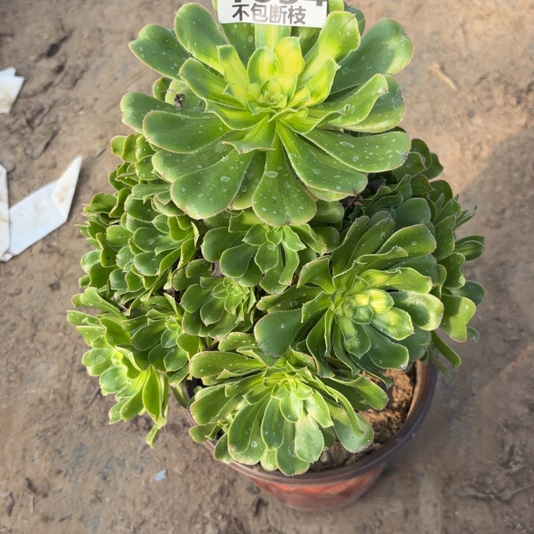 N. 1054霓裳多肉，baaed