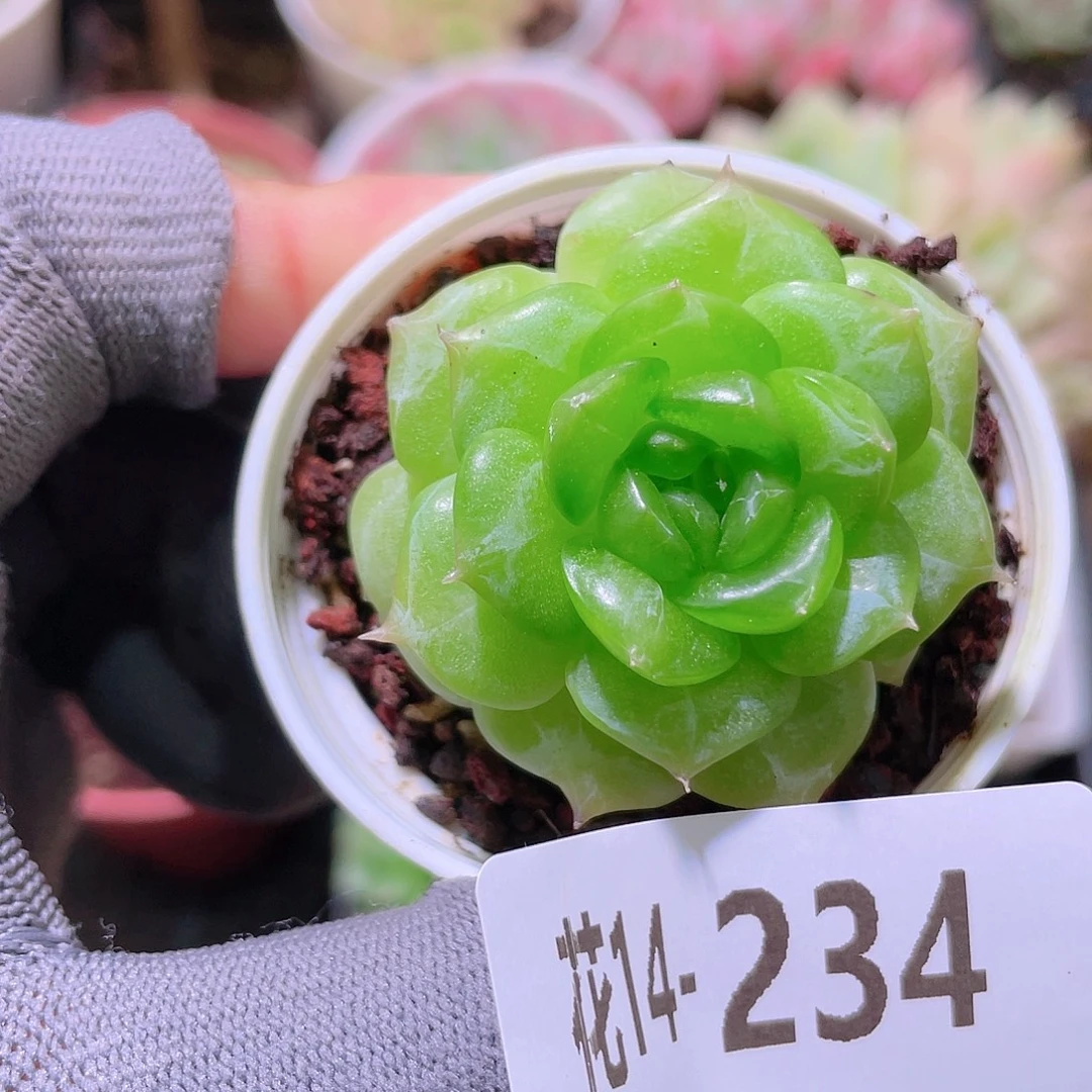花利美14-234铂金叶