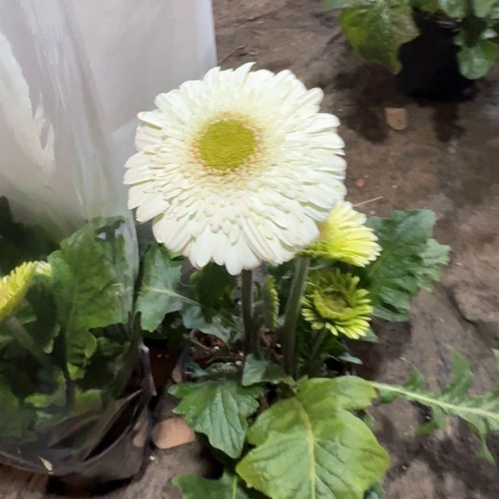 原盆原土一加仑非洲菊奶油布丁