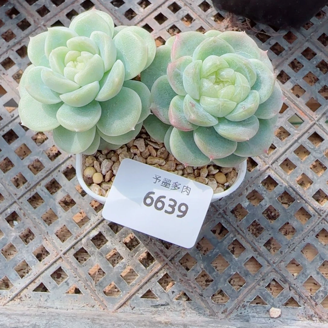 财富200，6639多肉植物