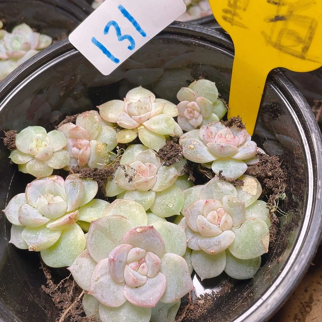 量拍多肉植物多肉植物131
