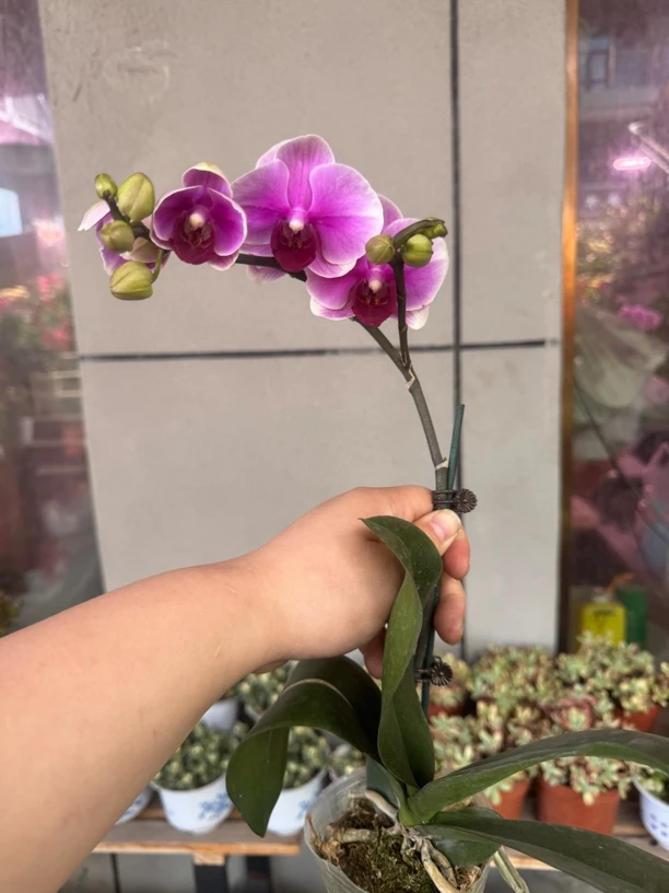 超级宝贝蝴蝶兰，单颗带瑕疵