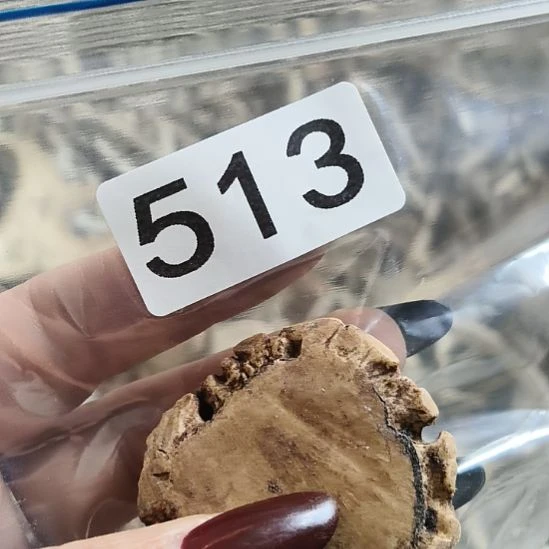 炎***哥鹿角鹿角鹿角鹿角鹿角鹿角鹿角鹿角鹿角