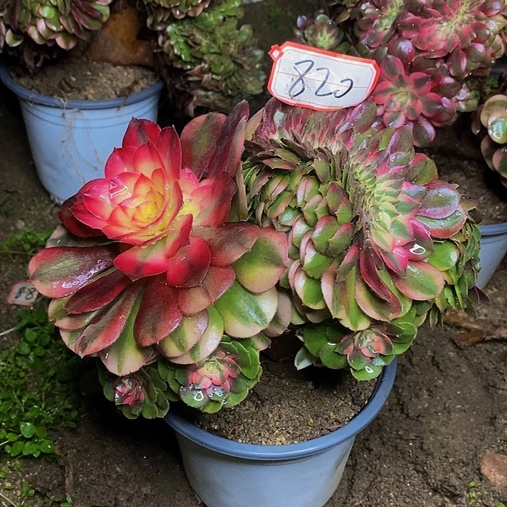 荔枝缀化老桩820号